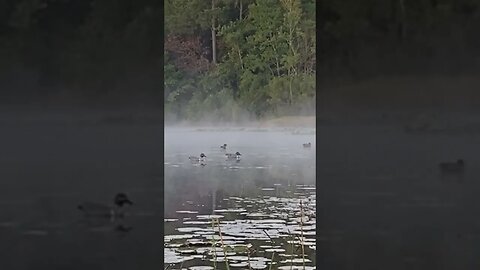 Wood Duck Swimming Around. #waterfowlhunting #outdoors #shorts #short @RDReynoldsOutdoors