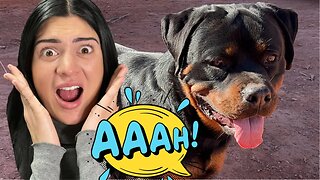 Why Are Rottweilers The Most Aggressive Dog Breed ?