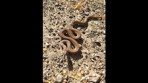 Brown Snake