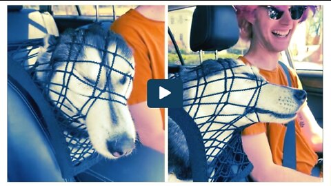 Stubborn Husky gives all her best to sit in the front seat