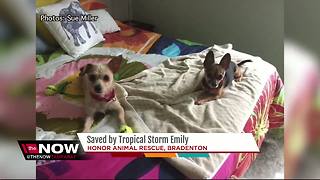 Dogs at rescue shelter saved by Tropical Storm Emily
