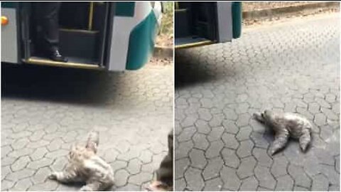 Hitchhiker sloth asks bus driver for a ride