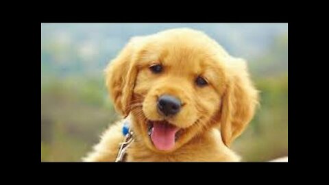 golden retriever puppies flow like a river of cuteness into back yard