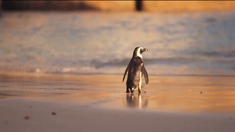 The penguin is walking towards the sea