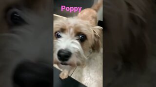 Shorts 0145] POPPY [#dogs #doggos #doggos #puppies #dogdaycare]