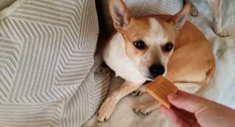 Picky doggo only eats biscuits with tea!