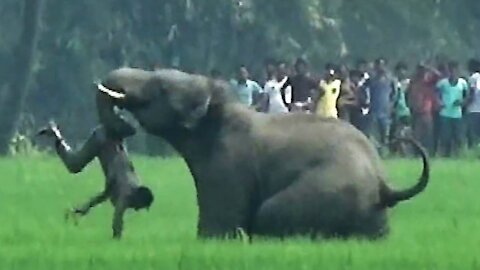 UNBELIEVABLE Elephant Attacks & Interactions CAUGHT ON CAMERA!