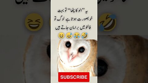 owl's kid | Ullu ka patha beautiful | interesting facts | funny quotes | joke in Urdu