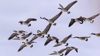 SPLIT REED WATERFOWL HUNTING