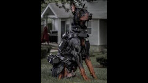 TOP 15 ULTIMATELY MILITARY DOG BREEDS