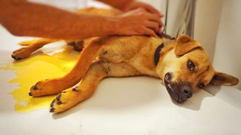 Severely traumatized dog makes astonishing recovery