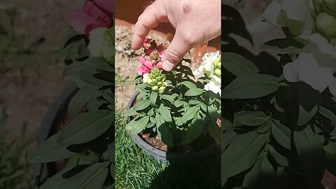 Snapdragons are great. #snapdragon #flowers #summer