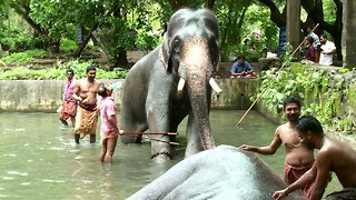 Elephant Spa: Baths, Massages & Treatments At Rejuvenation Centre