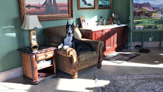 Great Dane Goes On A Tour Of Her Favorite Indoor & Outdoor Chairs