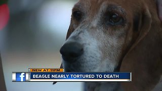 Beagle fighting for life after being tortured in Polk County