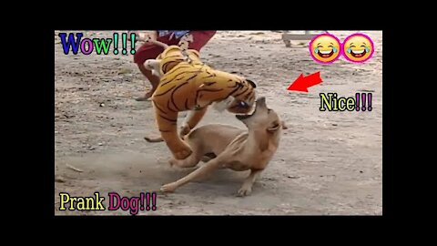 Wow!! Fake Tiger Prank Dog Run So Very Funny Comedy Pranks|