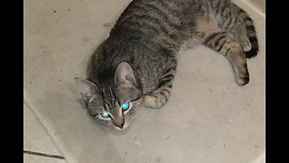 Cat with Creepy Glowing Eyes