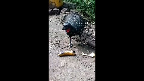 Jacu faminto devora banana em segundos! Jacuaçu, jacuguaçu, guans