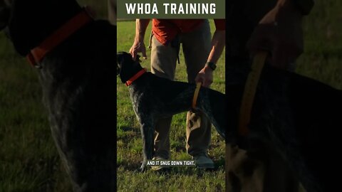 How to Use a Belly Collar For Dog Training