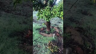 Regenerative Farming | Grapefruit and Macadamia Trees | How To D.I.Y in 4D