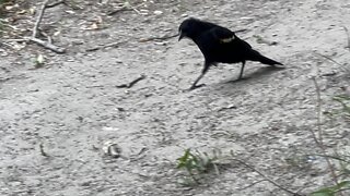 Red-tipped wing black bird