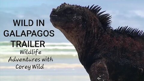 Survive GALAPAGOS ISLANDS Wild Adventure Travel #iguana #gianttortoise #sealions #galapagos #diving