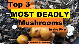 Top 3 Deadliest Mushrooms in the PNW