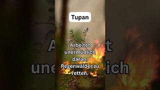 Den Regenwald retten mit TUPAN und dem Link in der Beschreibung!