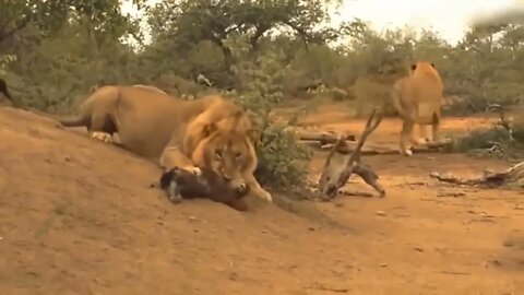 The Lion's Leg Was Bitten Off By Hyena During A Fierce Confrontation Over Food - Lion Vs Hyenas-7