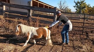 Our New Ranch Horse!