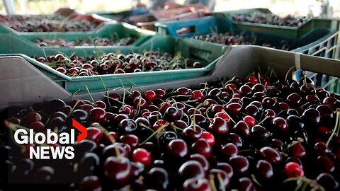 BC tree fruit growers in shock after co-op’s sudden collapse