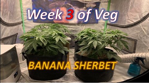 Banana Sherbet week 3 (Day 21) TOPPED