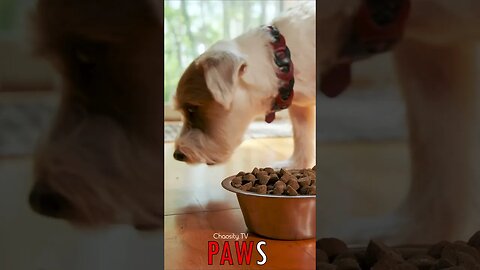 🐶 #PAWS - Culinary Delight: Jack Russell Terrier Devours Kibble Pieces, Savoring a Satisfying Meal 🐾