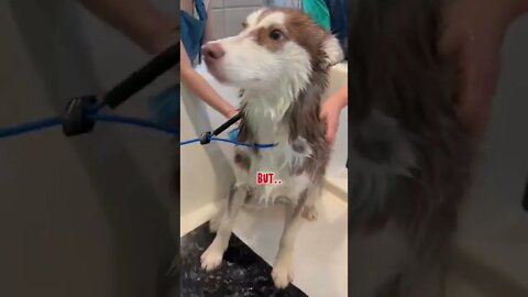 Husky HATES Bath