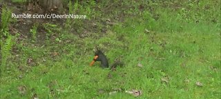 Black squirrel hilariously struggles to protect his carrot