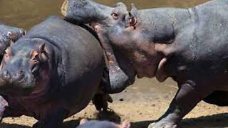 How Dangerous Is A Hippopotamuses Bite!