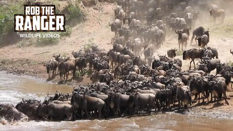 Mara River Wildebeest Crossing - Great Migration | Maasai Mara Safari | Zebra Plains