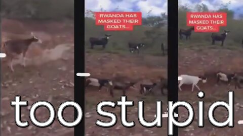 Covid-Insanity Has Reached a New Level, Rwanda Farmer Masks a Herd of Goats 😂