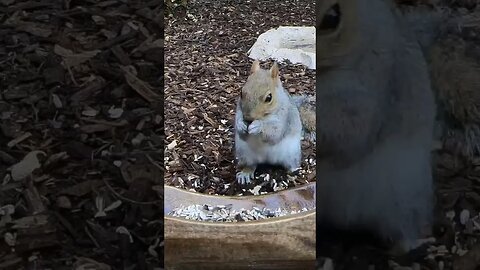 Speed Eater! #funnyanimals #nature #shorts