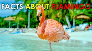 FACTS ABOUT FLAMINGO | ANIMAL FACTS | BIRDS | WILD LIFE | FLAMINGO