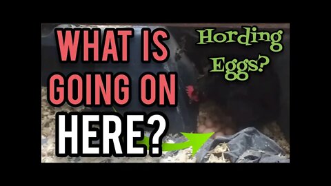 Why is this HEN Hording Eggs in the WINTER? - Ann's Tiny Life