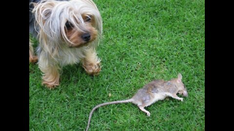 York dog plays with a rat