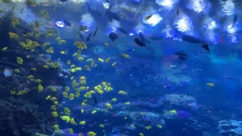 Calmness at the aquarium