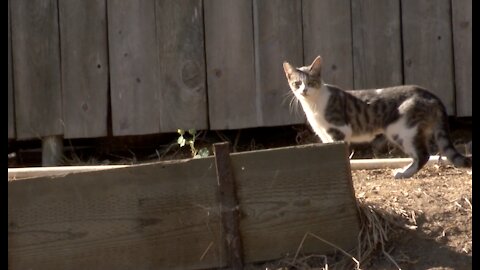 Lawsuit filed over SD Humane Society's handling of stray cats
