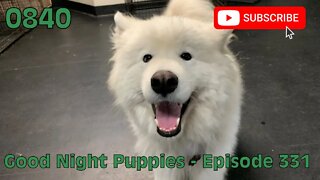 [0840] GOOD NIGHT PUPPIES - EPISODE 331 [#dogs #doggos #doggies #puppies #dogdaycare]