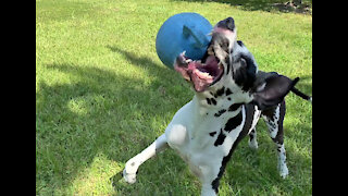 Funny Great Dane Amuses Himself With His Jolly Ball