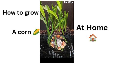 How to grow a corn plant 🌱 #timelapse