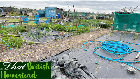 Allotment Update - The Harvesting has begun & how thing's are getting on