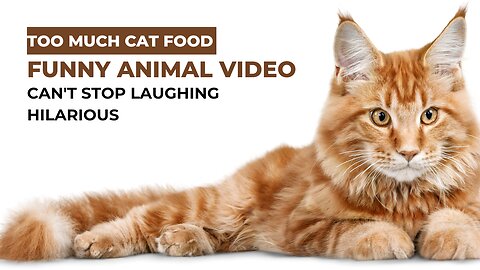 Too much cat 🐈 food 😅funny animal videos | can't Stop laughing Hilarious.