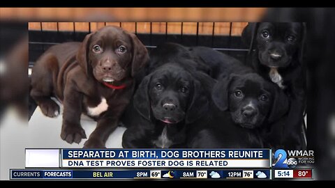 Seperated at birth, dog brothers reunite